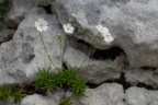 Androsace lactea, Androsace lactée