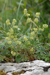 Alchemilla conjuncta, Alchémille à folioles soudées