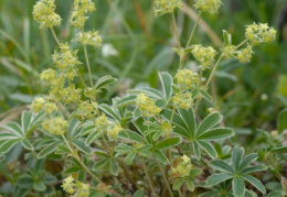 Alchemilla conjuncta, Alchémille à folioles soudées