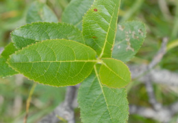 Sorbus chamaemespilus, Sorbier petit néflier