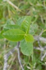 Sorbus chamaemespilus, Sorbier petit néflier