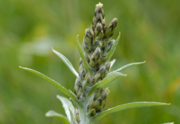 Gnaphalium sylvaticum, Gnaphale des forêts