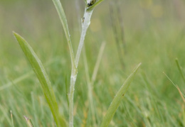 Gnaphalium sylvaticum, Gnaphale des forêts