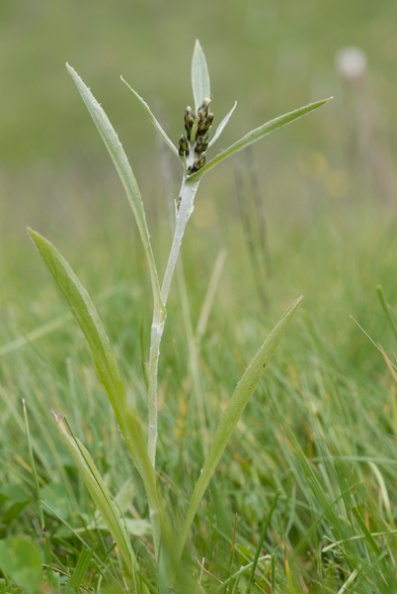 20080709_142736_cormoret.jpg