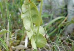 Botrychium lunaria, Botryche lunaire