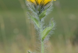 Hieracium villosum, Épervière velue