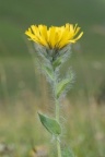Hieracium villosum, Épervière velue
