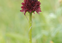 Nigritella austriaca, Nigritelle d'Autriche