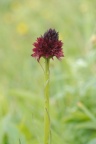 Nigritella austriaca, Nigritelle d'Autriche