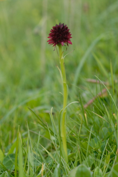 20080709_164018_cormoret.jpg