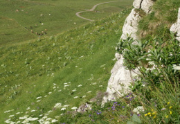 Heracleum sphondylium subsp. alpinum, Berce du Jura