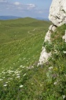 Heracleum sphondylium subsp. alpinum, Berce du Jura