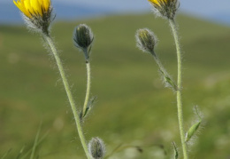 Hieracium pilosum, Épervière de Moris