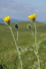 Hieracium pilosum, Épervière de Moris