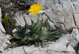 Hieracium villosum, Épervière velue