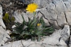 Hieracium villosum, Épervière velue