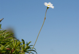 Androsace lactea, Androsace lactée