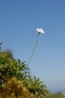 Androsace lactea, Androsace lactée