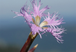 Dianthus superbus, Oeillet superbe