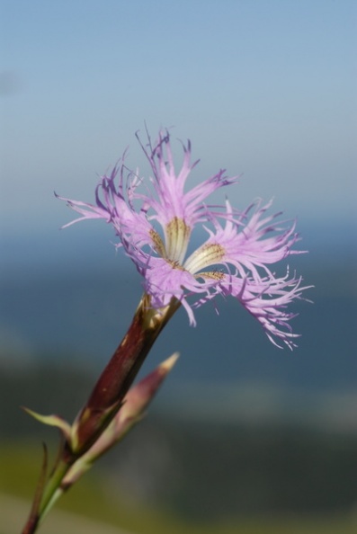 20080710_095002_cormoret.jpg