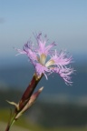 Dianthus superbus, Oeillet superbe