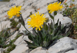 Hieracium villosum, Épervière velue