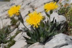 Hieracium villosum, Épervière velue