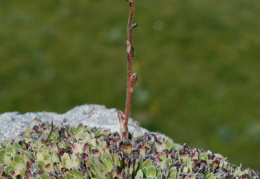 Saxifraga paniculata, Saxifrage paniculée
