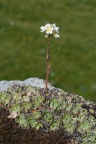 Saxifraga paniculata, Saxifrage paniculée