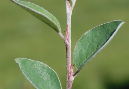 Cotoneaster integerrimus, Cotonéaster à feuilles entières