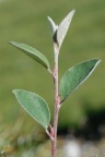 Cotoneaster integerrimus, Cotonéaster à feuilles entières