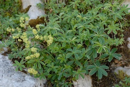 Alchemilla conjuncta, Alchémille à folioles soudées