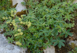 Alchemilla conjuncta, Alchémille à folioles soudées