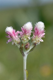 Antennaria dioica, Pied de chat dioïque