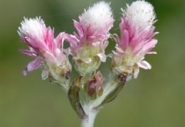 Antennaria dioica, Pied de chat dioïque