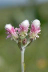 Antennaria dioica, Pied de chat dioïque
