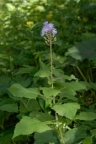 Cicerbita alpina, Cicerbite des Alpes