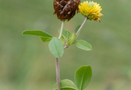 Trifolium badium, Trèfle brun