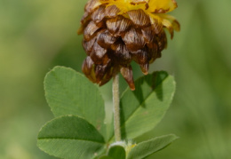 Trifolium badium, Trèfle brun