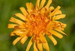 Crepis aurea, Crépide orangée