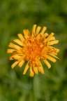 Crepis aurea, Crépide orangée