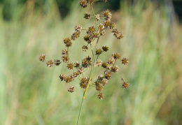 Juncus acutiflorus, Jonc à fleurs aigües