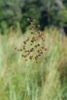 Juncus acutiflorus, Jonc à fleurs aigües