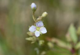 Veronica anagalloides, Véronique à pédicelle glanduleux