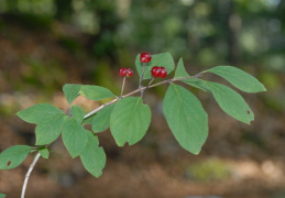 Lonicera xylosteum, Chèvrefeuille des haies