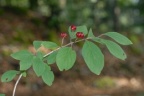 Lonicera xylosteum, Chèvrefeuille des haies