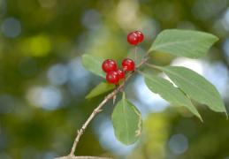 Lonicera xylosteum, Chèvrefeuille des haies