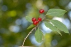 Lonicera xylosteum, Chèvrefeuille des haies