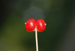 Lonicera xylosteum, Chèvrefeuille des haies