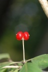 Lonicera xylosteum, Chèvrefeuille des haies